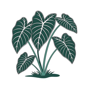 Elephant Ear Plant on Bright White vector