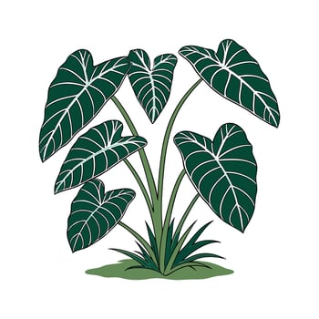 Beautiful Elephant Ear Plant on White vector