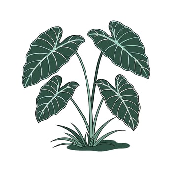 Vibrant Elephant Ear Plant on White vector