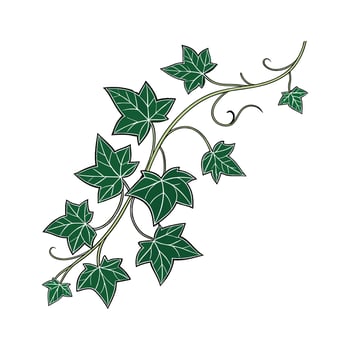 Beautiful English Ivy on Bright White vector