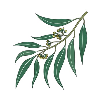 Beautiful Eucalyptus Plant Illustration Design vector