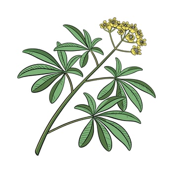 Distinctive Euphorbia Plant Unique Illustration vector