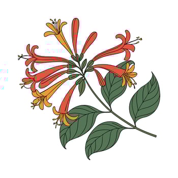 Elegant Firecracker Plant Display vector