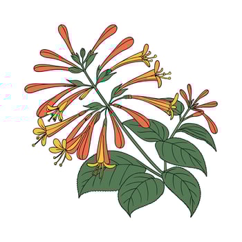 Beautiful Firecracker Plant on White vector