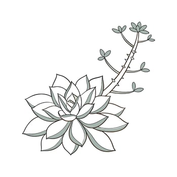 Ghost Plant Botanical Art Illustration Design vector