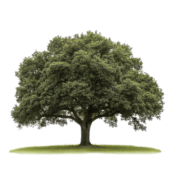 An isolated oak tree stands vividly against a transparent background, showcasing its lush green foliage, oak tree isolated on transparent background png