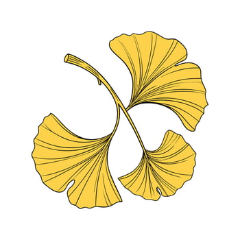 Stylish Ginkgo Biloba Plant Illustration vector