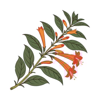 Stunning Goldfish Plant Illustration vector