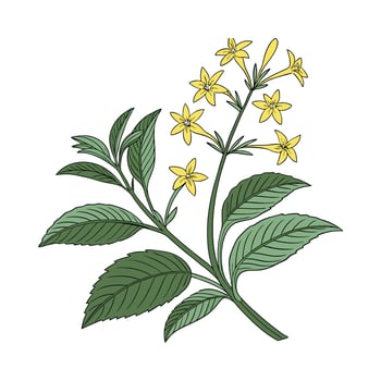 Stylish Gold Star Plant Illustration vector