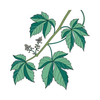 Grape Ivy Cissus Rhombifolia Illustration vector