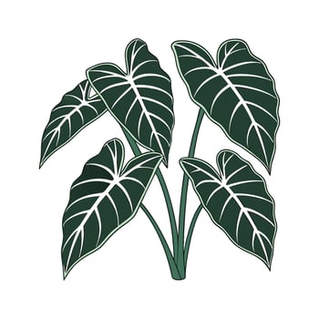 Charming Hardy Elephant Ear Plant Illustration vector
