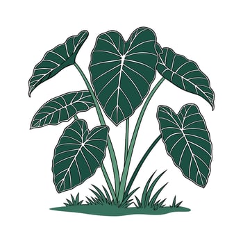 Stunning Hardy Elephant Ear Illustration vector