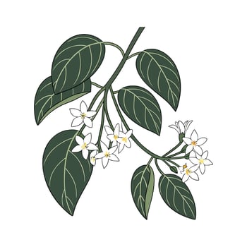 Artistic Hoya Bella Visualization vector