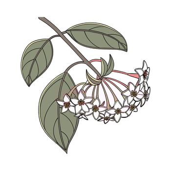 Stunning Hoya Bella Plant Design. vector