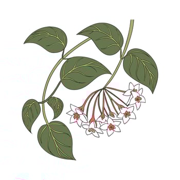 Vibrant Hoya Carnosa Artwork vector