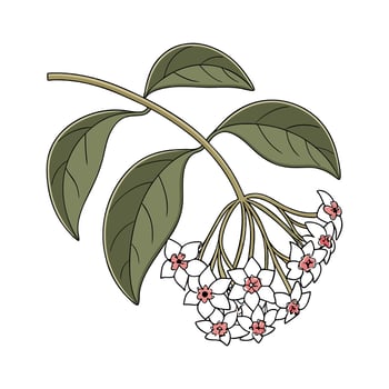 Stunning Hoya Carnosa Flower Illustration vector