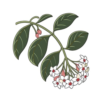 Artistic Hoya Carnosa Plant Visualization vector
