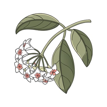 Artistic Hoya Carnosa Flower Design vector
