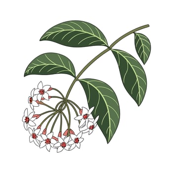 Artistic Hoya Carnosa Visualization vector