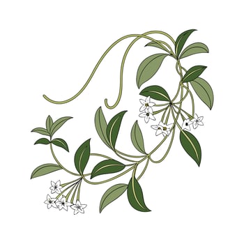 Vibrant Hoya Linearis Artwork. vector
