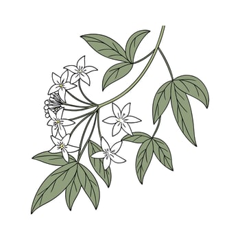 Elegant Hoya Linearis Plant Illustration vector