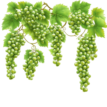 A branch of green grapes with lush leaves hanging gracefully against a bright transparent background, green grapes branch and leaves hanging top transparent background png