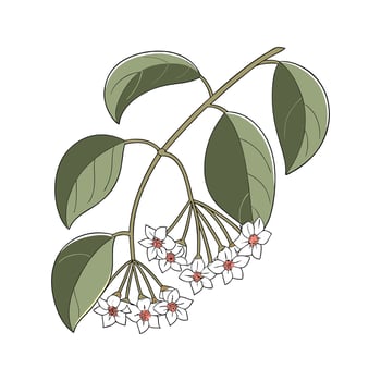 Vibrant Hoya Linnearis Artwork vector