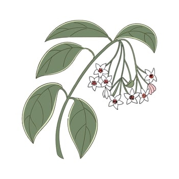 Charming Hoya Linnearis Plant Unique Design vector