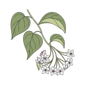 Artistic Hoya Linnearis Visualization vector