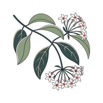 Vibrant Hoya Pubicalyx Artwork vector