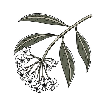 Stunning Hoya Pubicalyx Design vector