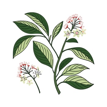 Stunning Hoyas Plant Design vector