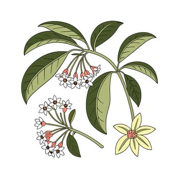 Vibrant Hoyas Plant Artwork. vector