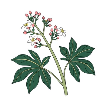 Vibrant Jatropha Plant Artwork on Clean White vector