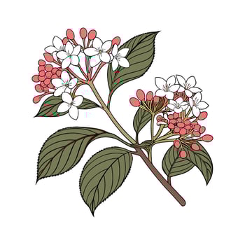 Vibrant Korean Spice Viburnum Artwork on Clean White vector