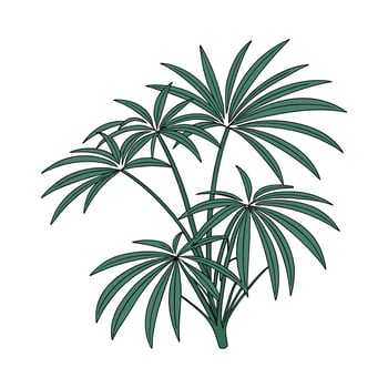 Stylized Lady Palm Rhapis Excelsa on Clean White vector