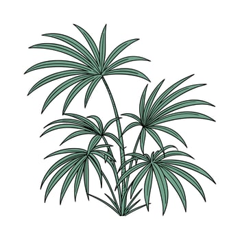 Beautiful Lady Palm Rhapis Design on Bright vector