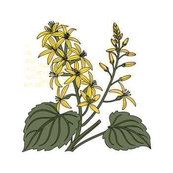 Elegant Ligularia Plant Unique Design vector