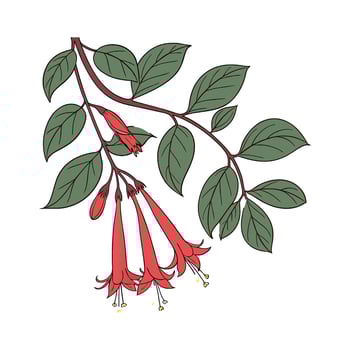 Elegant Lipstick Plant Aeschynanthus Radicans Artwork Design vector