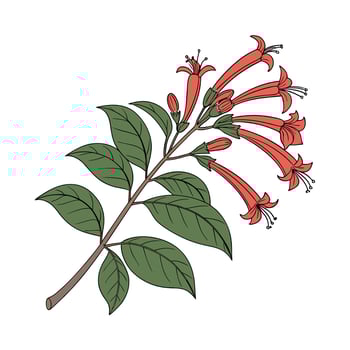 Stylish Lipstick Plant Illustration. vector