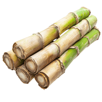 Freshly harvested sugarcane stalks arranged neatly on a transparent background with a clean and simple presentation, sugarcane on transparent background png