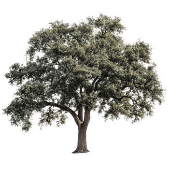 Majestic oak tree stands tall against a transparent background, showcasing its lush green foliage and sturdy trunk, Oak tree transparent background png