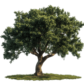 A solitary oak tree with vibrant leaves on a transparent background during daylight hours, A beautiful tree Oak isolated transparent background png