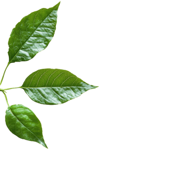 Fresh organic green leaves arranged on a clean transparent background showcasing natural beauty and simplicity, Fresh organic green leaf transparent background. leaves transparent background png