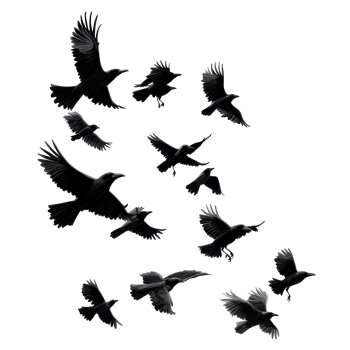 A flock of crows soaring against a transparent background during late afternoon hours in an open sky, flock of flying crowsfile of isolated object on transparent background png