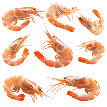 A vibrant collection of fresh shrimp displayed on a transparent background showcasing their delicate features and natural colors, grilled shrimp isolated on transparent background png