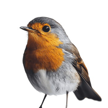 A vibrant bird perched against a transparent background showcasing its colorful plumage in detail, bird on transparent background png