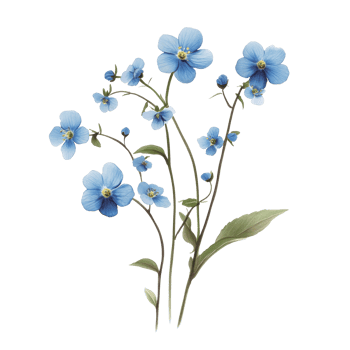 Delicate forgetmenot flowers elegantly arranged on a transparent background for a serene and fresh floral display, forget me not flowers isolated on transparent background png