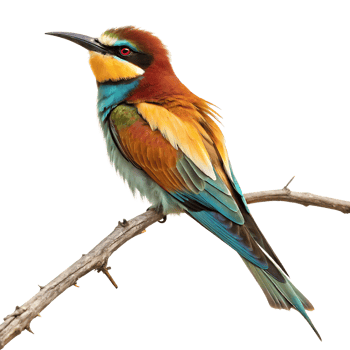 Vibrant European Bee-eater Perched on Branch png