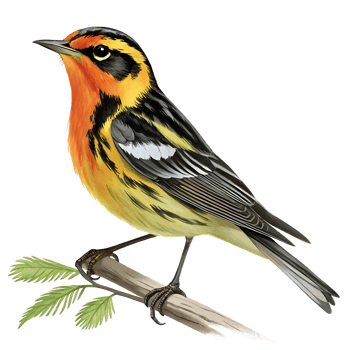 Vibrant Illustration of an Orange-crowned Warbler Perched on a Branch png